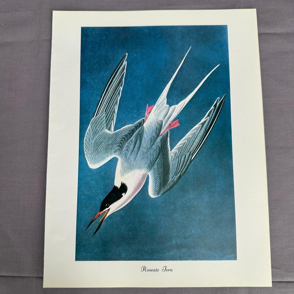 1950 Vintage Print Roseate Tern American Bird Art Illustration Audubon 9x12